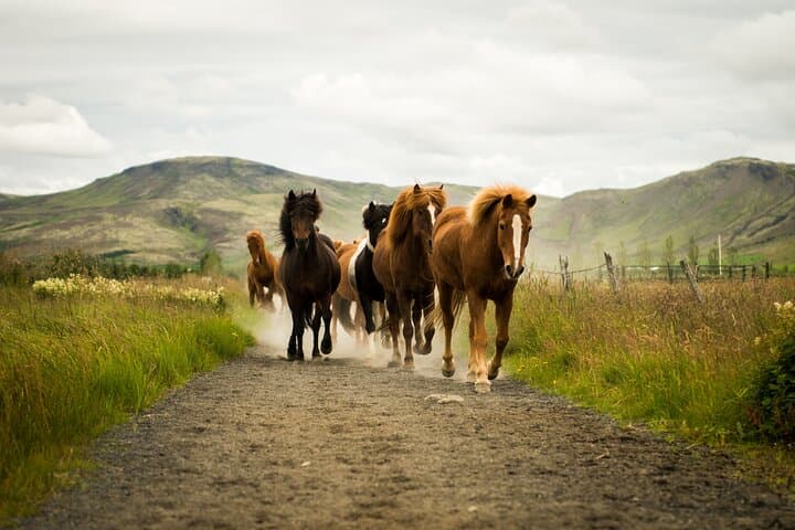 Horse Riding Tour in Reykjadalur (Smoky Valley)-All Riding Levels
