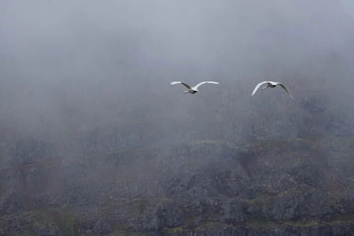 Isafjordur and Westfjords Private Tour