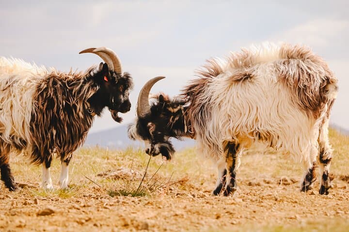 Goat Walk