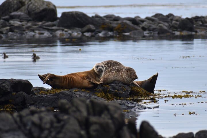 Seals at Ytri Tunga beach