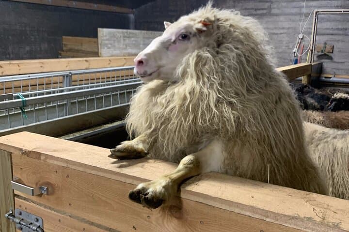 Our sheep are humorists!