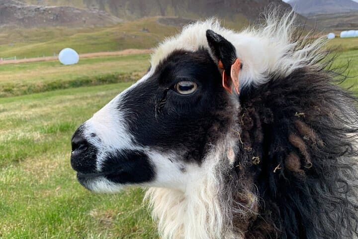 Farm Visit & Cozy Stay with Golden and Silver Circle Wonders