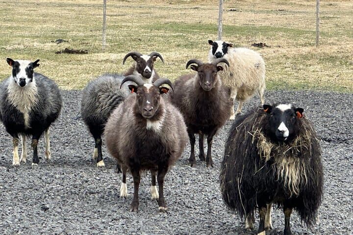 Private 2 Days Farm Stay and Snæfellsnes plus Silver Circle
