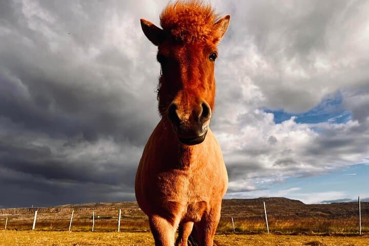 Private 2 Days Farm Stay and Snæfellsnes plus Silver Circle