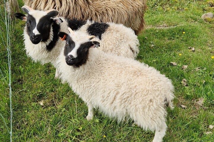 Cute sheep siblings
