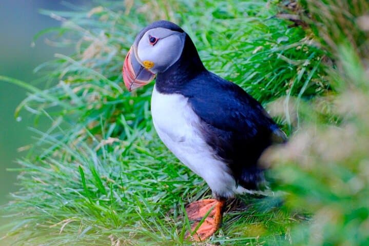Private Nature Adventure from Iceland