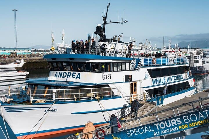 Reykjavik Shore Excursion: Whale-Watching Cruise