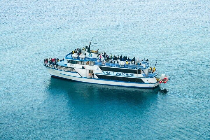 Reykjavik Shore Excursion: Whale-Watching Cruise