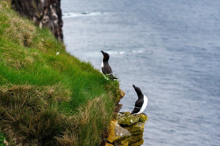 3 Day Westfjords Highlights Adventure with Scenic Views