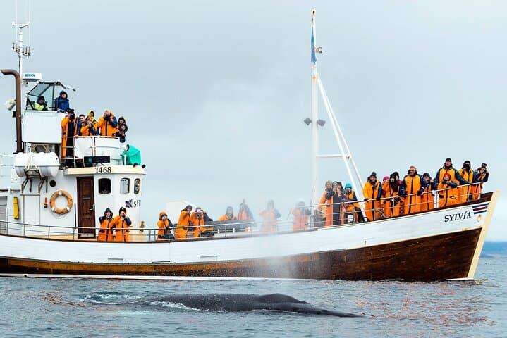 Húsavík Traditional Whale Watching by Local Family Company