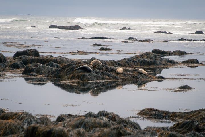 Seal Watching and Scenic Fjord Tour from Isafjordur Port