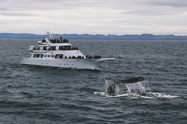 Whale Watching Cruise on a Yacht in Reykjavik