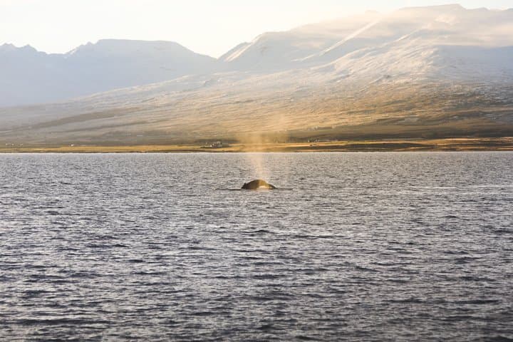 Whale Watching from Akureyri Small Group Boat Tour Hjalteyri