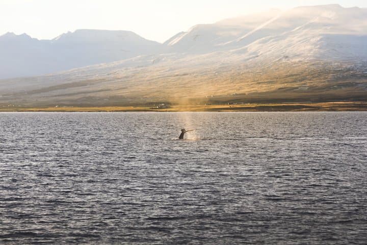 Whale Watching from Akureyri Small Group Boat Tour Hjalteyri