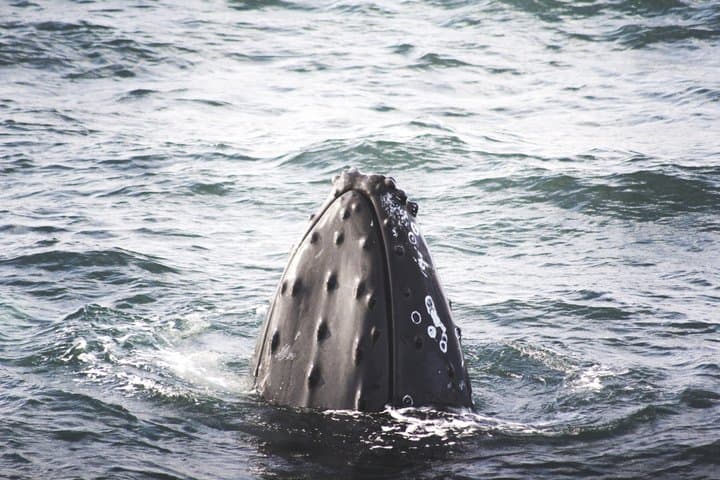 Whale Watching from Akureyri Small Group Boat Tour Hjalteyri