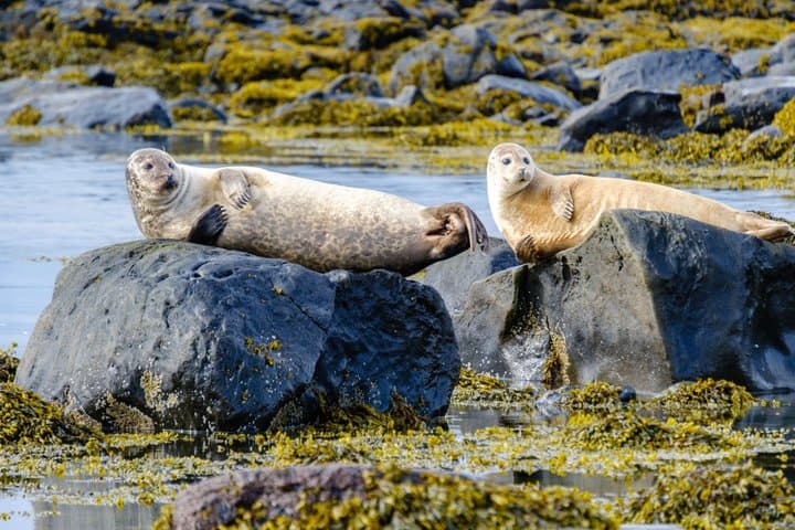 8-Day Small Group Journey Around Iceland