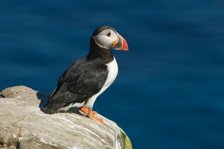 Whale and Puffin Watching in Hauganes from Akureyri with Transfer
