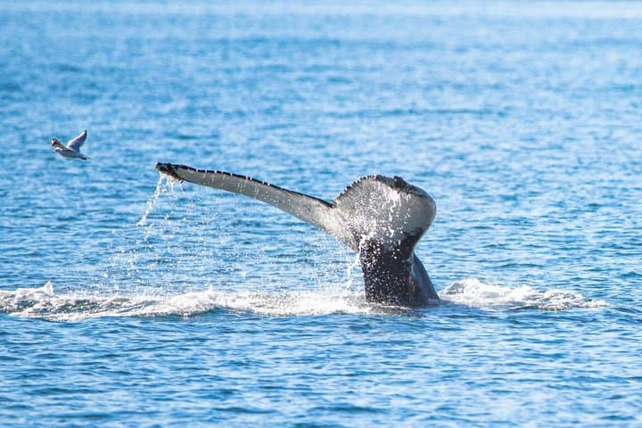 Whale and Puffin Watching in Hauganes from Akureyri with Transfer