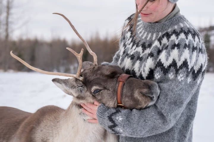 Seyðisfjörður: Puffins, Reindeer & Eastfjords Tour