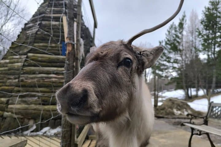 Seyðisfjörður: Puffins, Reindeer & Eastfjords Tour