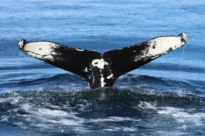 Whale Watching and Puffin Tour from Hauganes