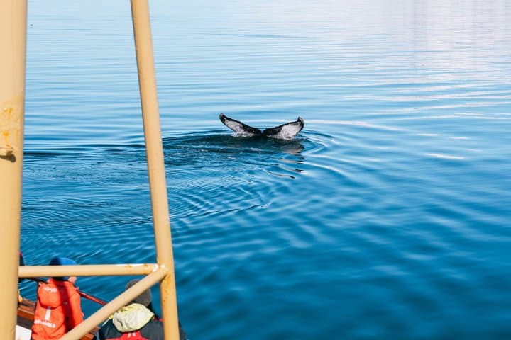Whale Watching and Puffin Tour from Hauganes