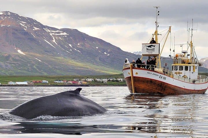 Whale Watching and Puffin Tour from Hauganes