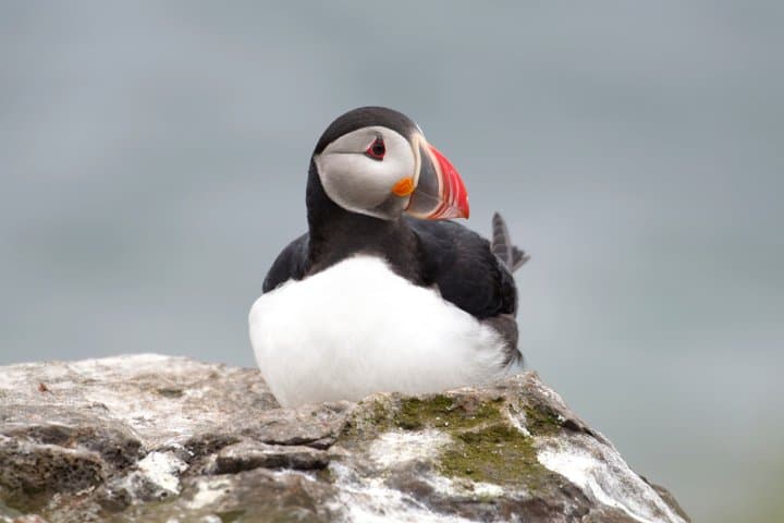 Whale Watching and Puffin Tour from Hauganes