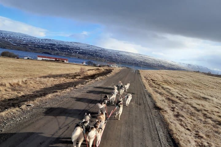 Dog cart-ride in Akureyri
