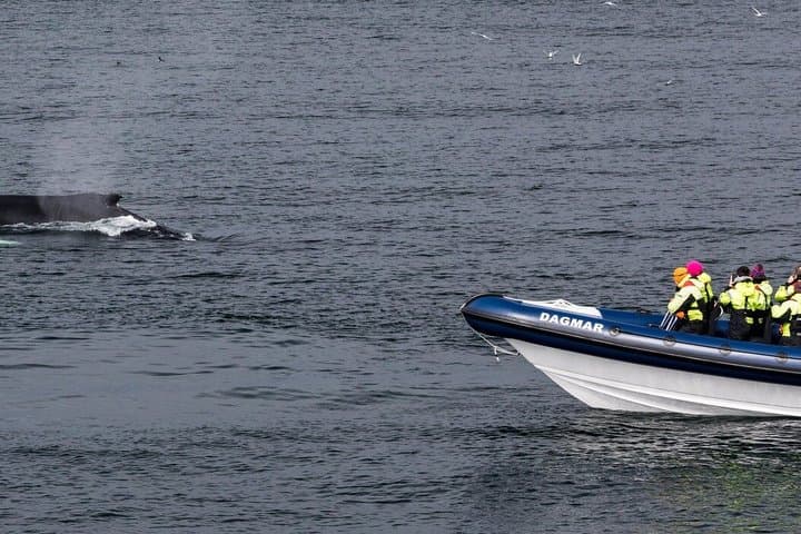 RIB Whale Expedition Speed Adventure