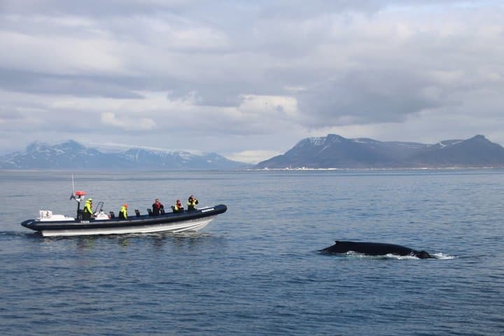 RIB Whale Expedition Speed Adventure