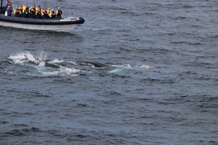 RIB Whale Expedition Speed Adventure
