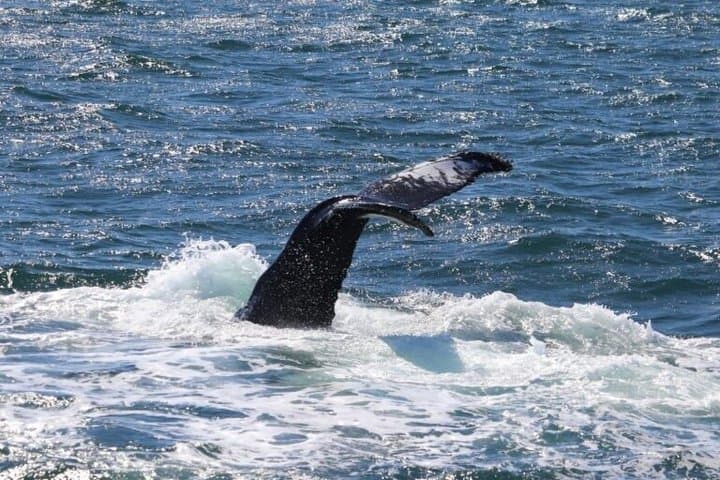 Reykjavik Whale Watching and Lava Show
