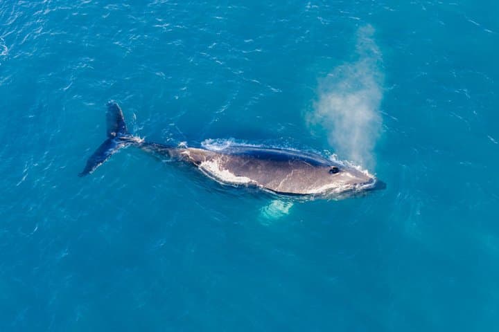 Whale-Watching Boat Tour with Expert Guide from Reykjavik