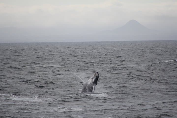 Whale Watching Adventure in Akureyri
