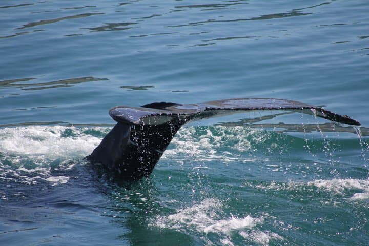 Whale Watching Adventure in Akureyri