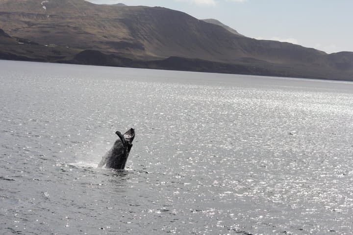 Whale Watching Adventure in Akureyri