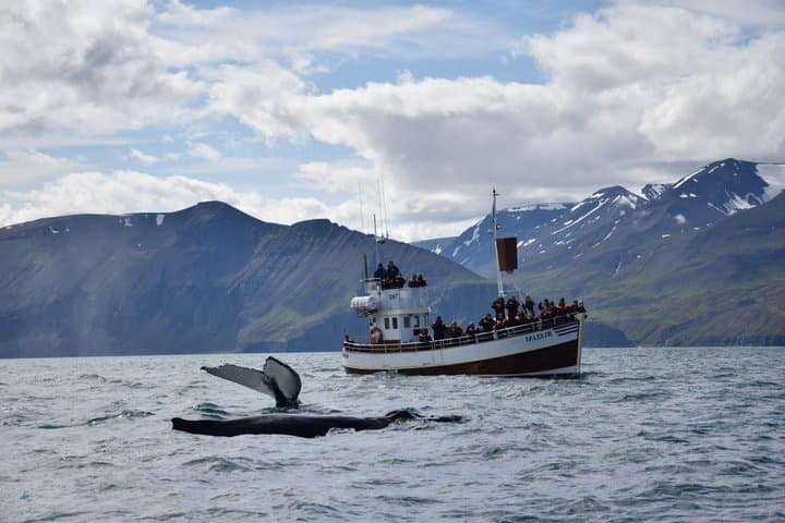 Akureyri: Whale Watching & Goðafoss Waterfall Small-Group Tour
