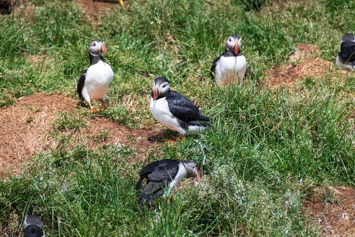 Puffin Watching and Gufufoss Waterfall Tour from Seydisfjordur