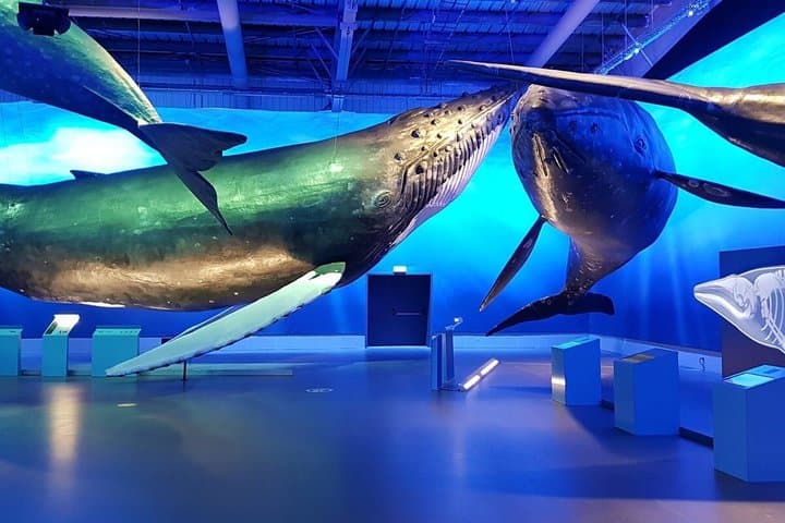 Whales of Iceland: An Ocean Giants Experience