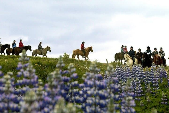 Buggy Safari & Horseback Riding Wild Combo Tour